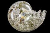 Polished, Agatized Ammonite (Phylloceras?) - Madagascar #149202-1